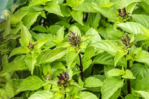 thai basil largo